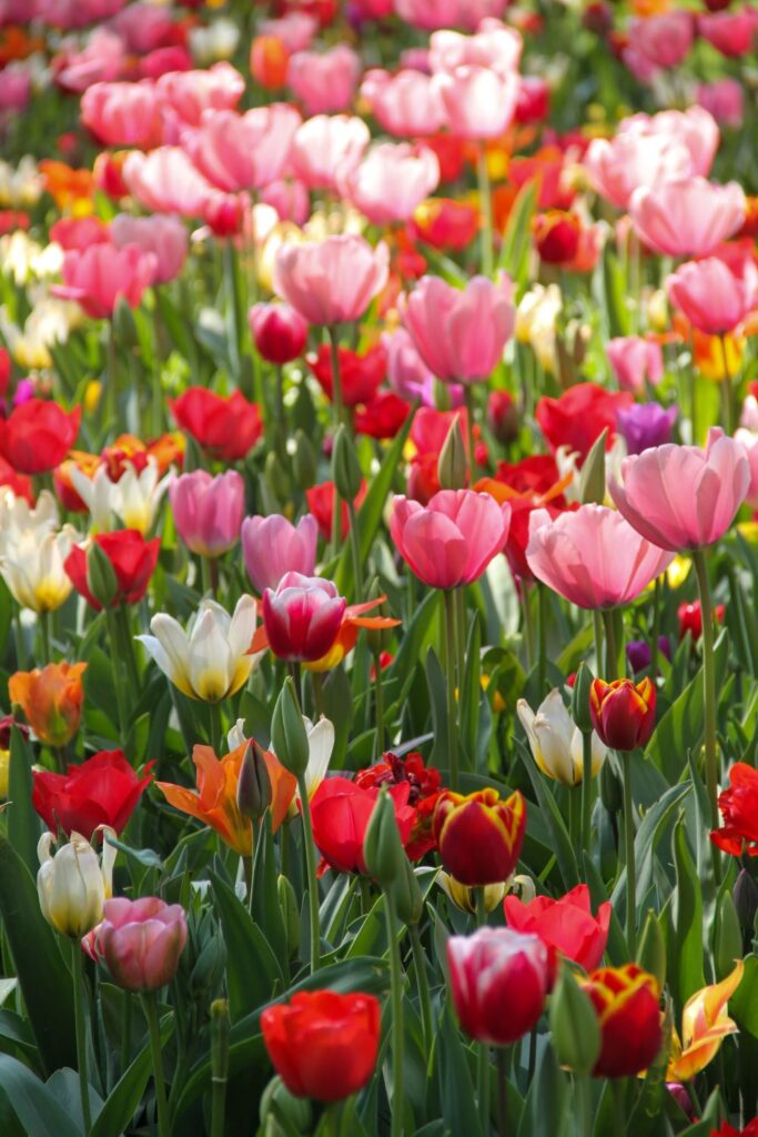 Keukenhof Garden