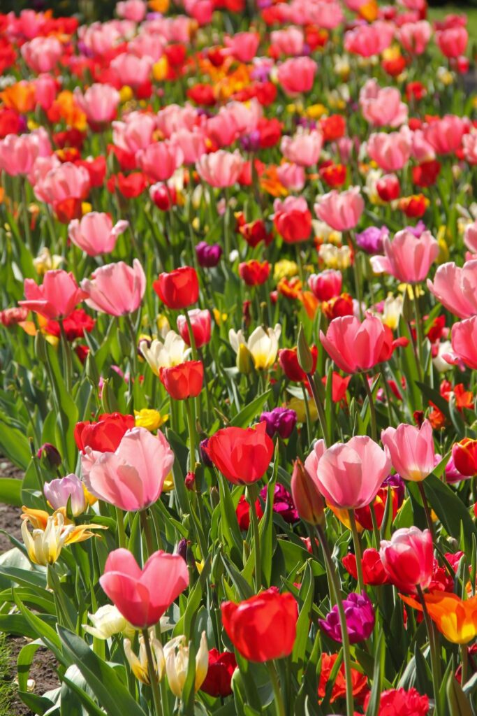 Tulips Fields in the Netherlands (and Visiting Keukenhof)