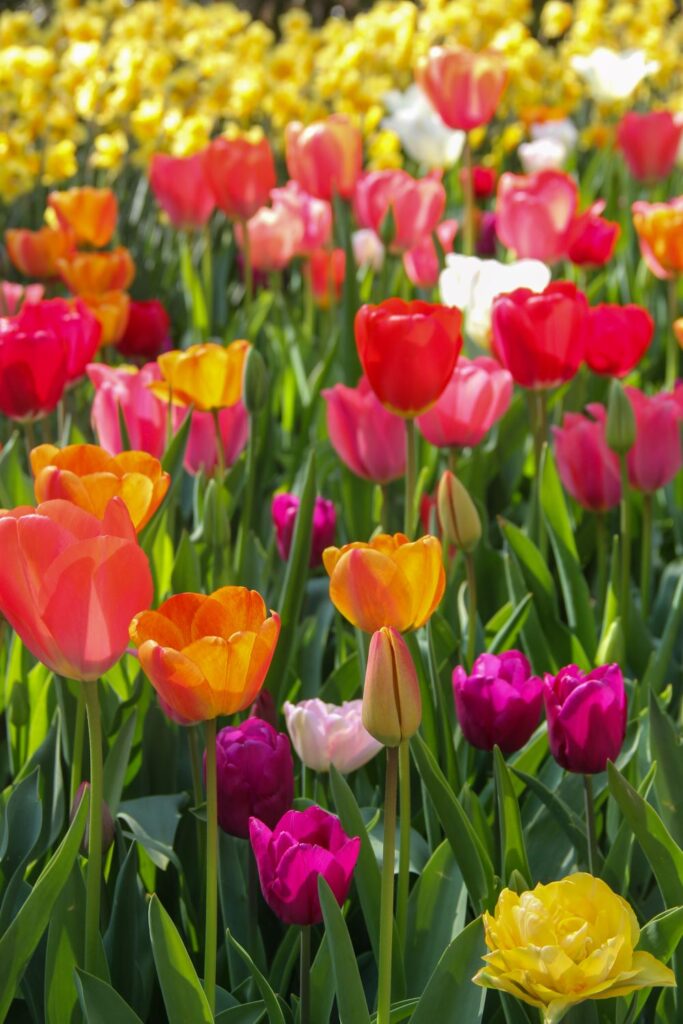 Keukenhof Garden