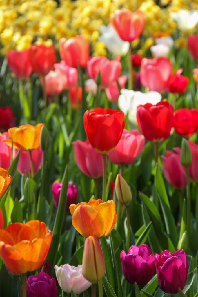 Keukenhof Garden