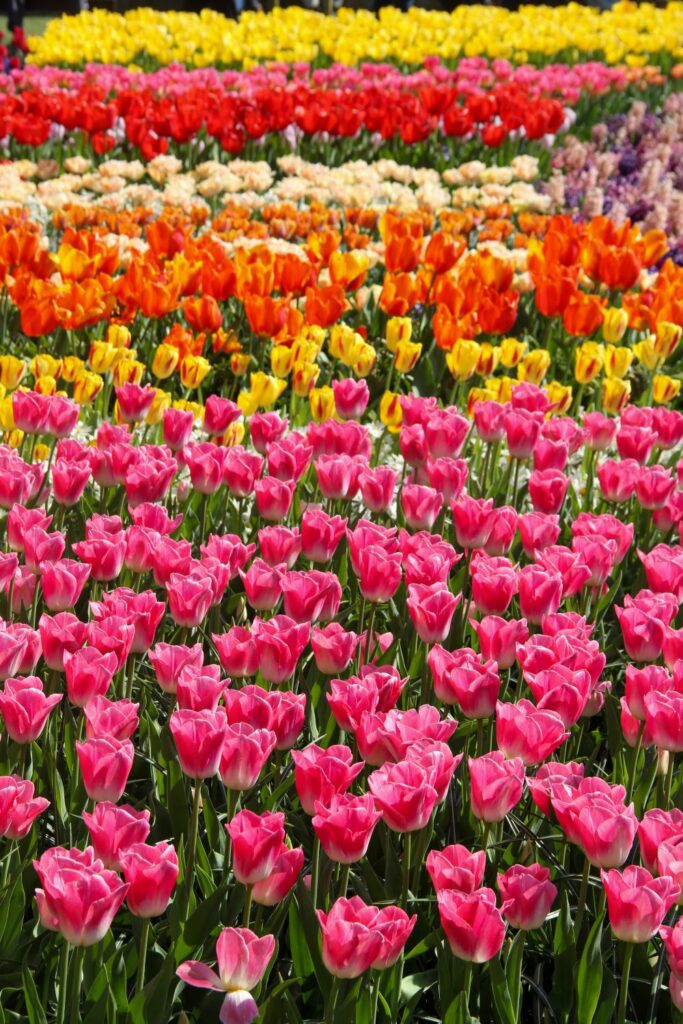 Keukenhof Garden