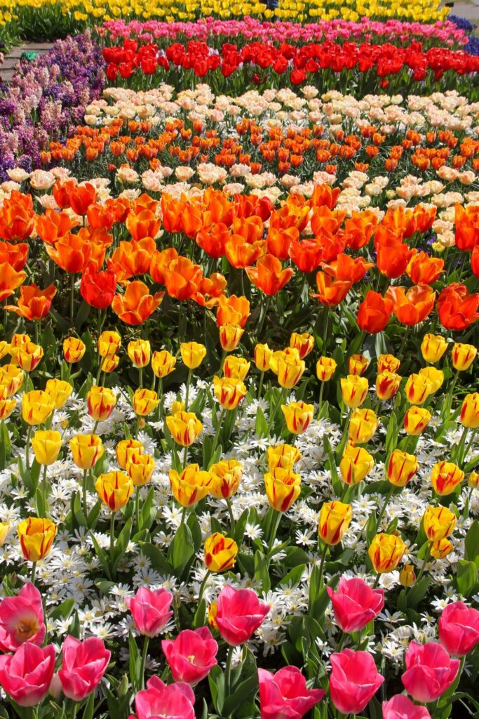 Keukenhof Garden