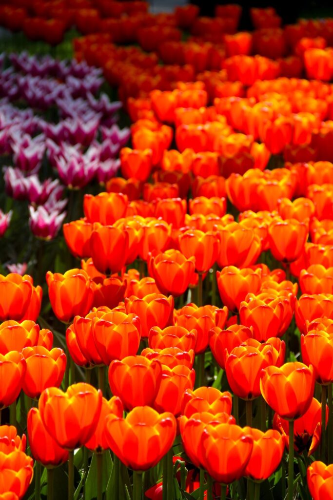 Keukenhof Garden