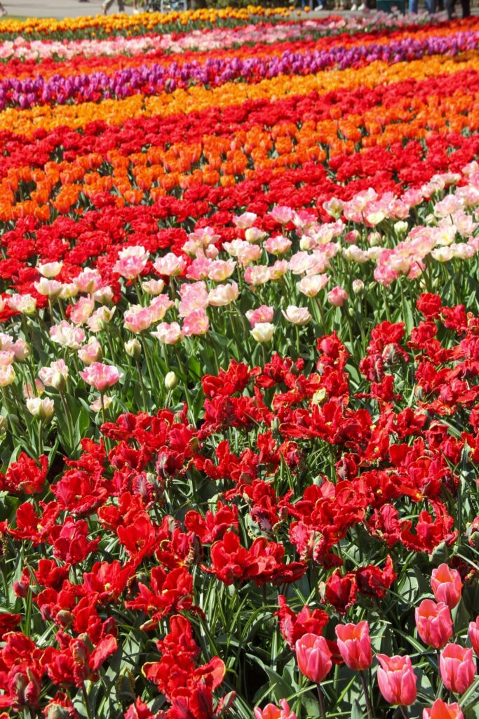 Keukenhof Garden