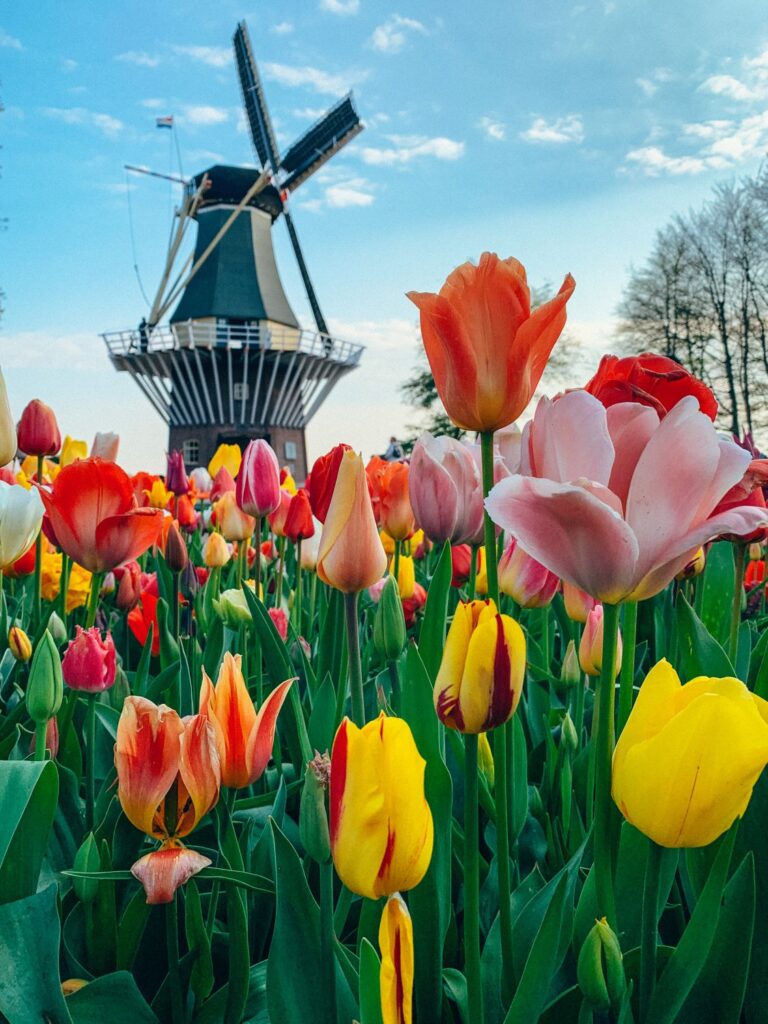 Tulips Fields in the Netherlands