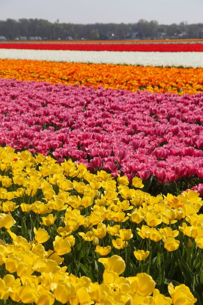 Tulips Fields in the Netherlands