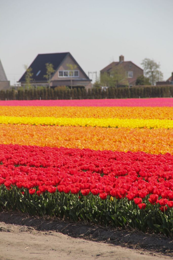 Tulips Fields in the Netherlands