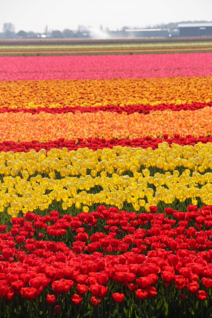 Tulips Fields in the Netherlands