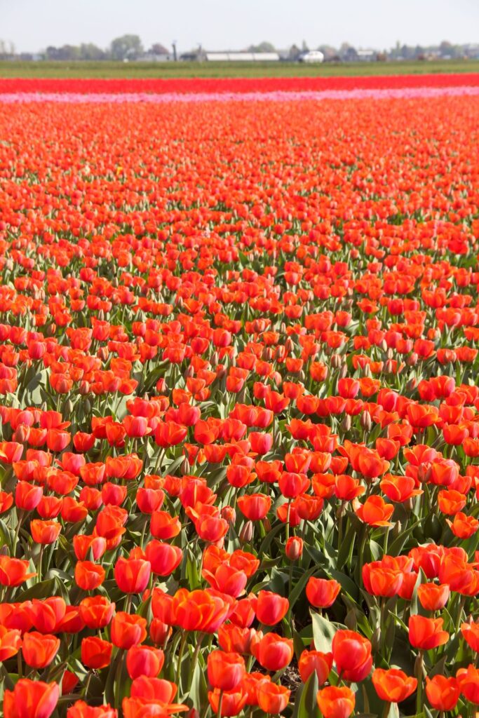 Tulips Fields in the Netherlands