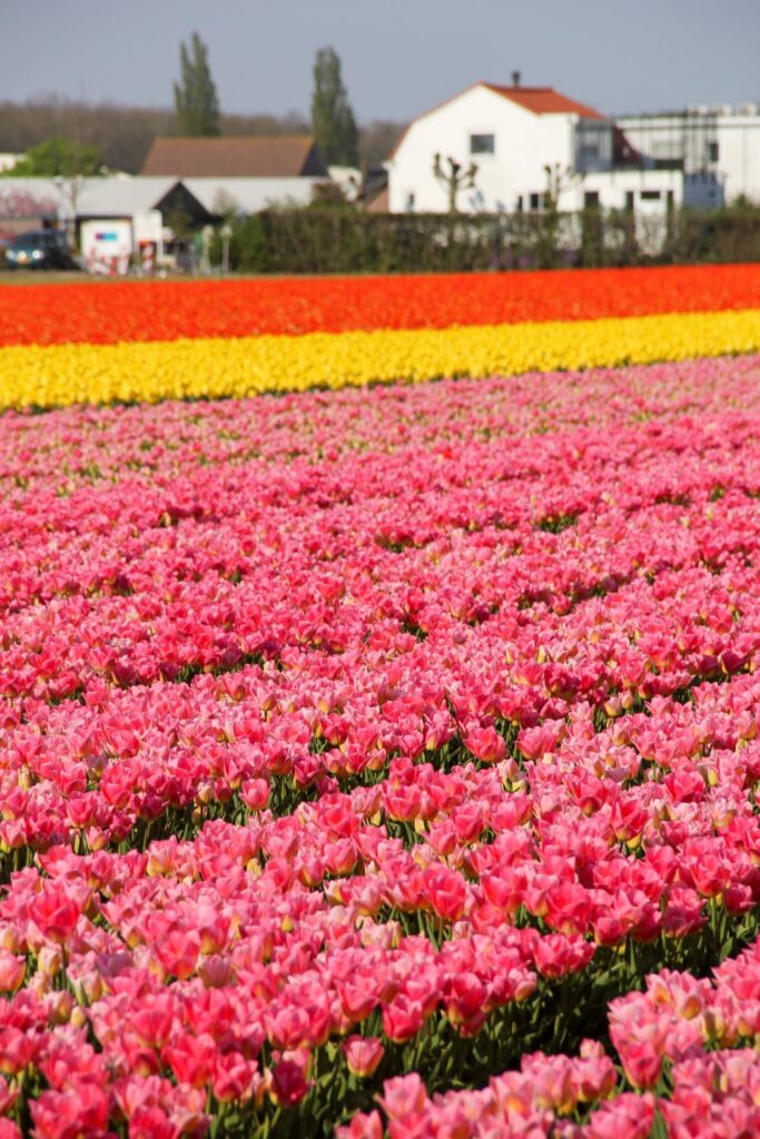 Tulips Fields in the Netherlands