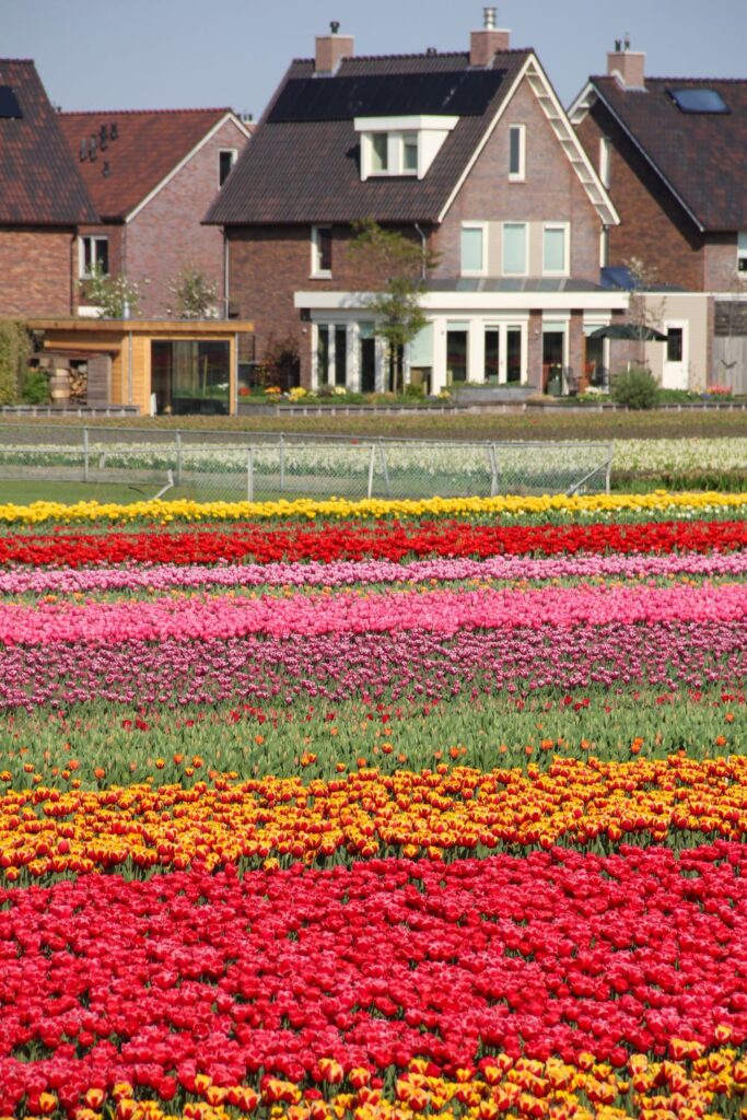 Tulips Fields in the Netherlands