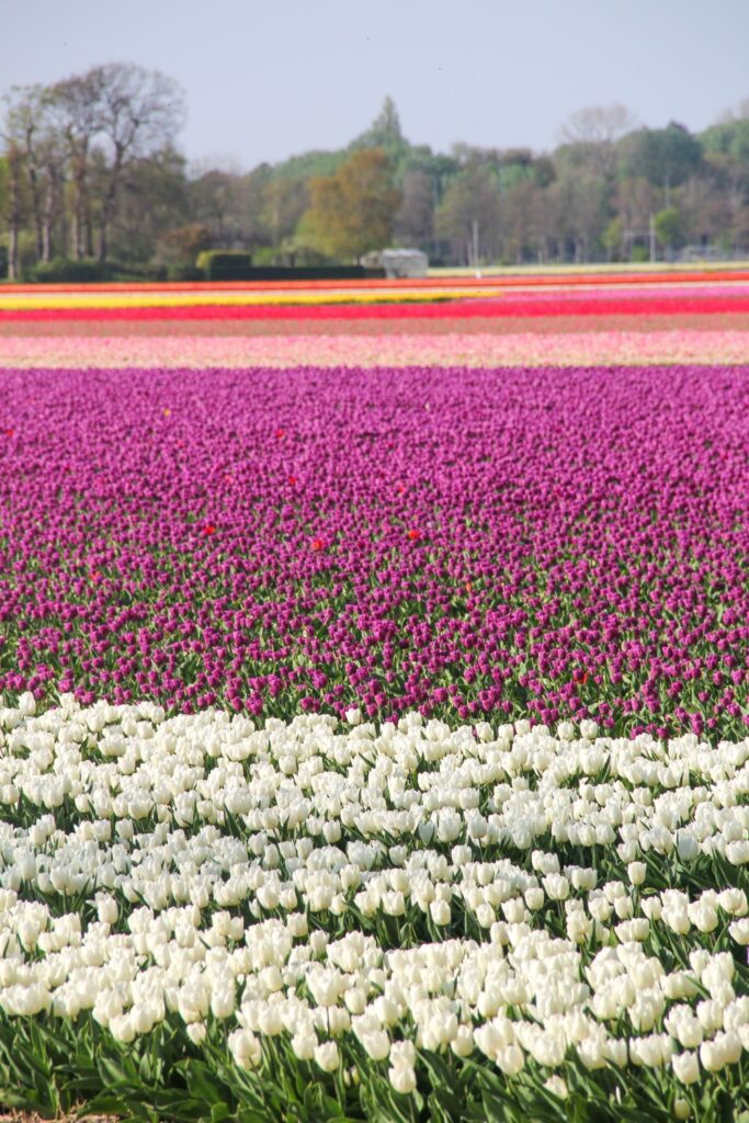 Tulips Fields in the Netherlands