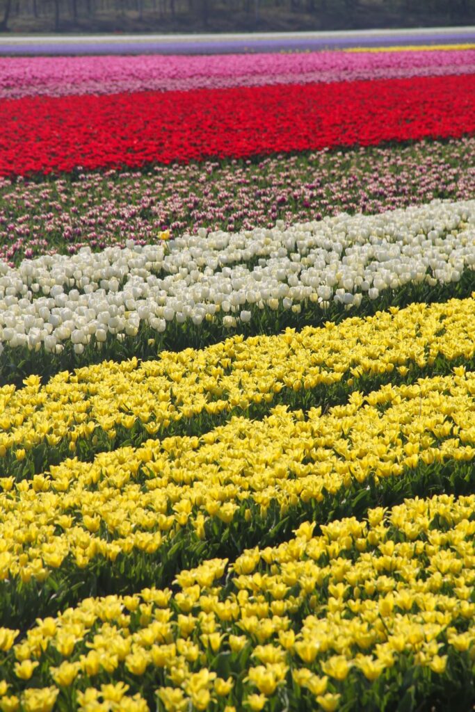 Tulips Fields in the Netherlands