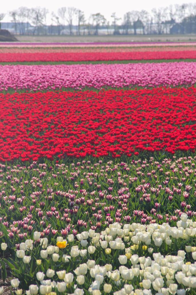 Tulips Fields in the Netherlands