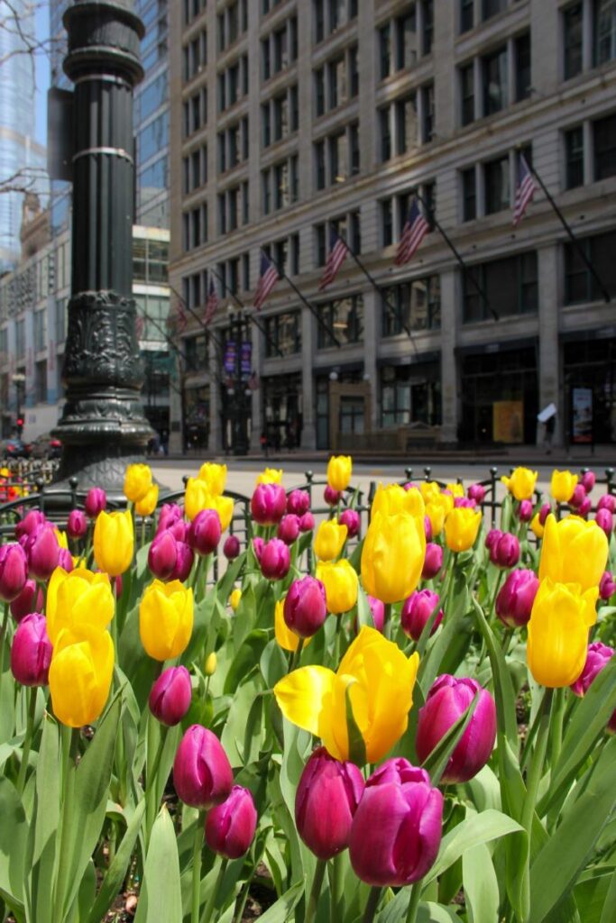 Tulips in Downtown Chicago