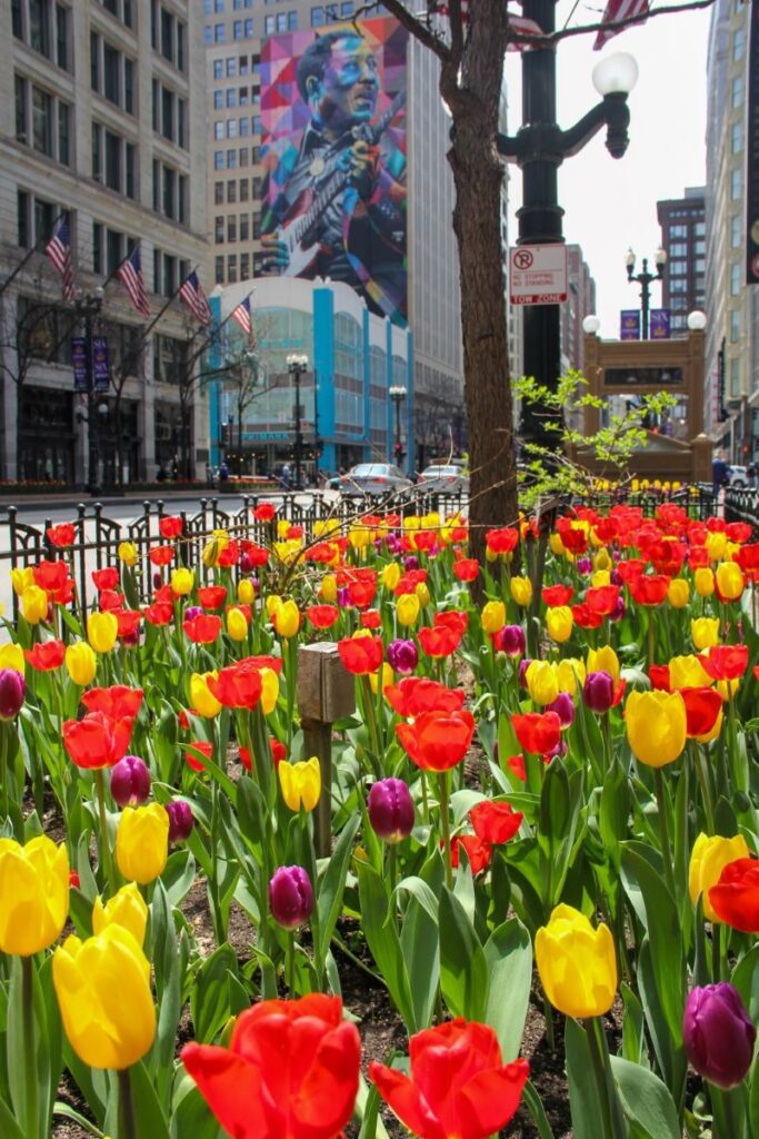 Tulips in Downtown Chicago