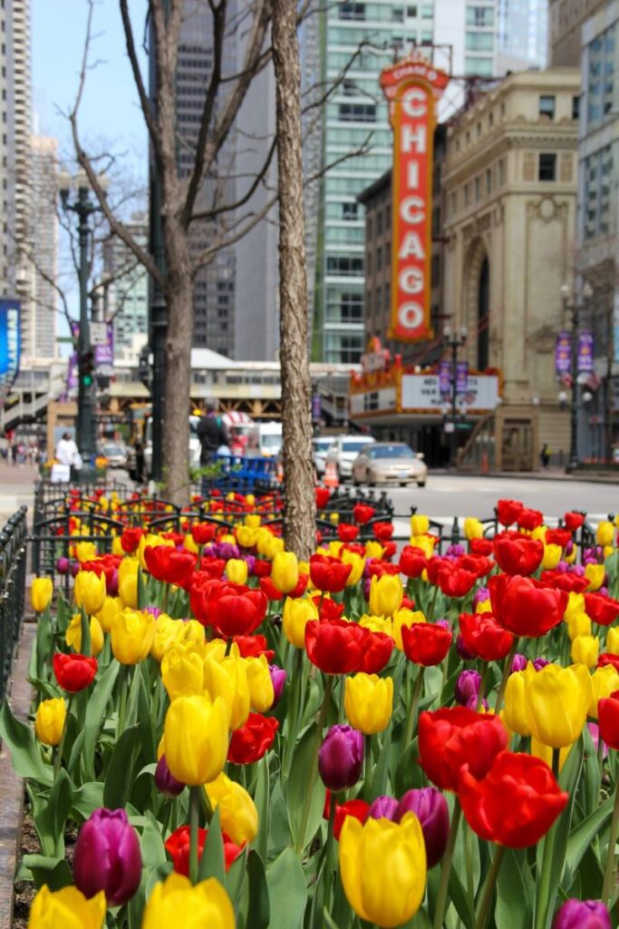 Tulips in Downtown Chicago