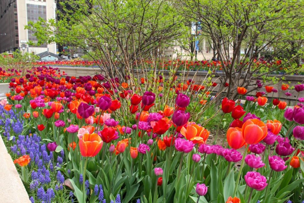 Tulips in Downtown Chicago