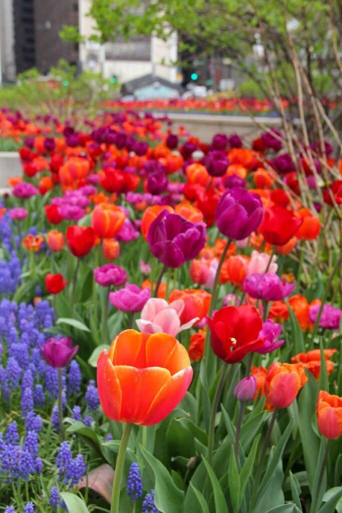 Tulips in Downtown Chicago