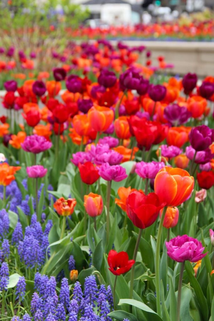 Tulips in Downtown Chicago