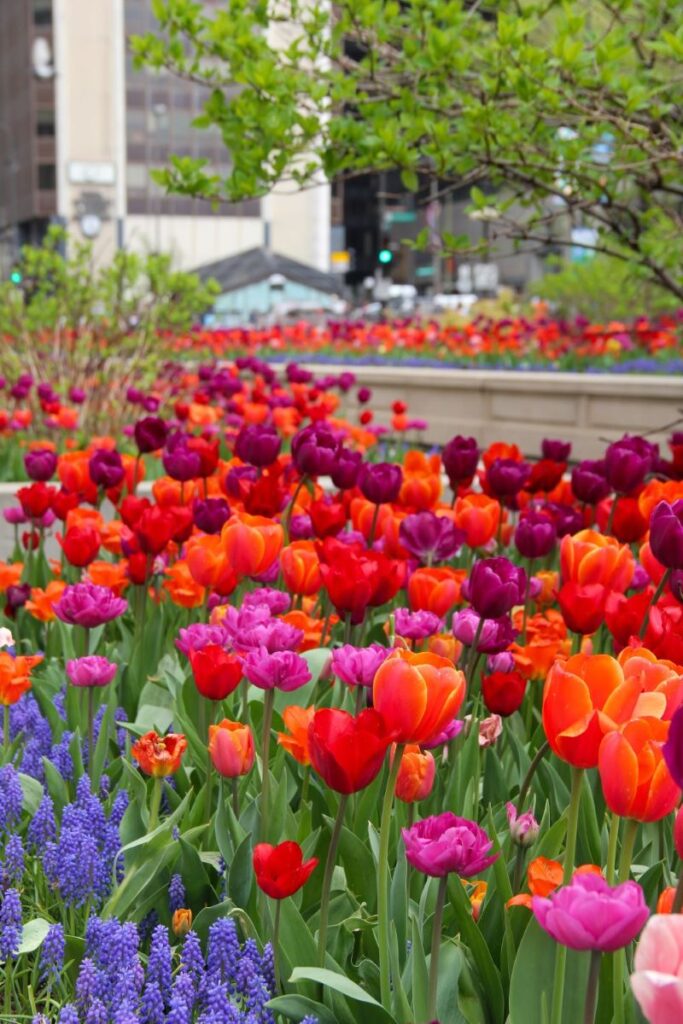 Tulips in Downtown Chicago
