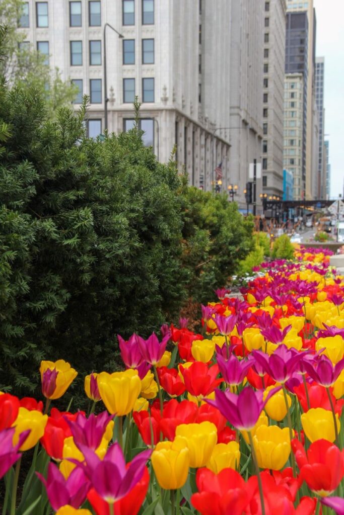 Tulips in Downtown Chicago