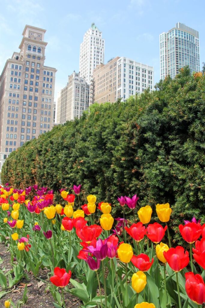 Tulips in Downtown Chicago