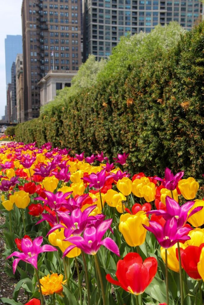 Tulips in Downtown Chicago