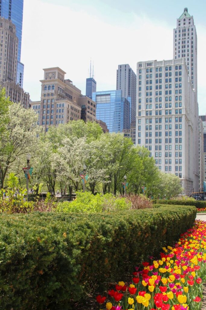 Tulips in Downtown Chicago