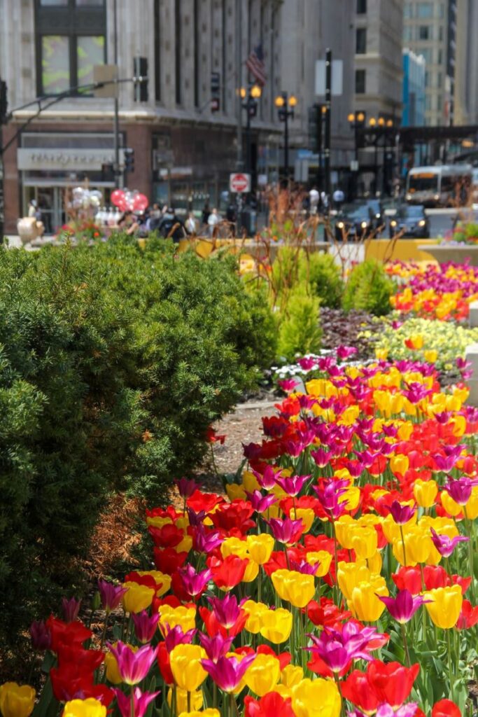 Tulips in Downtown Chicago