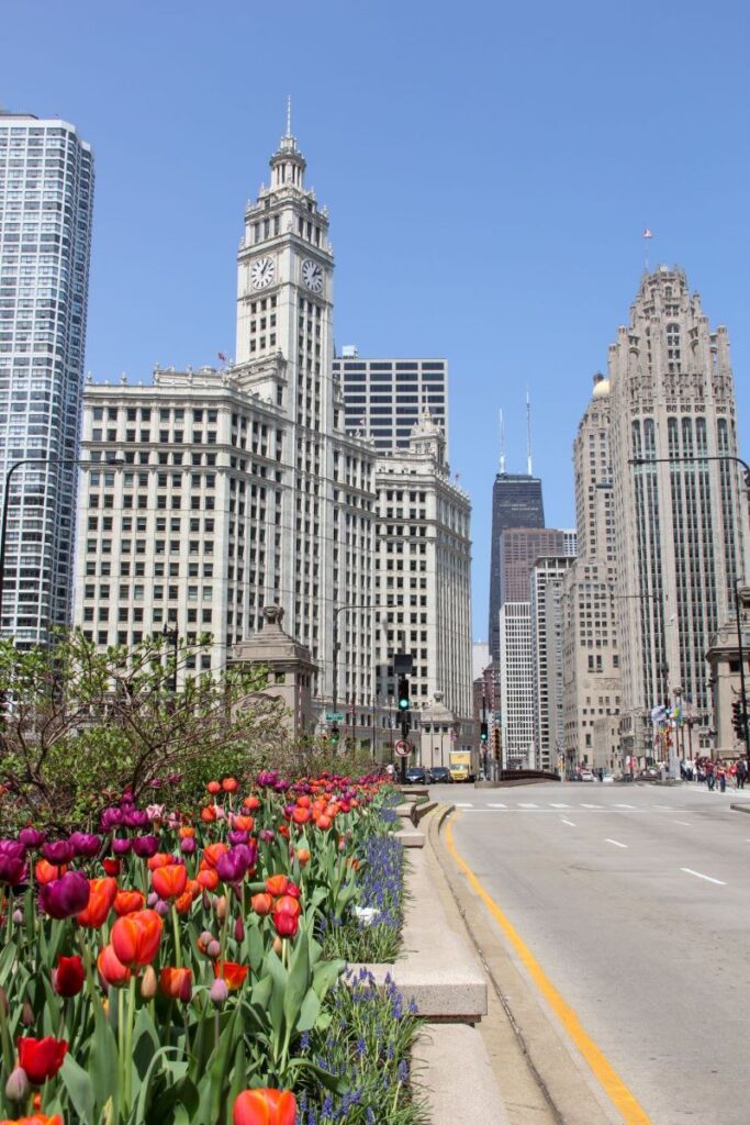 Tulips in Downtown Chicago