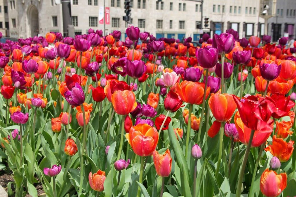 Michigan Ave in the Spring