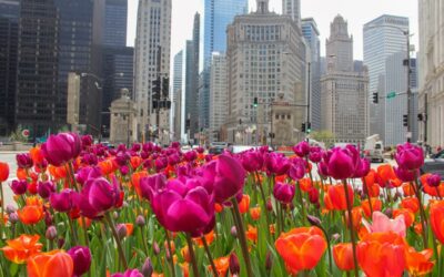 Tulips in Downtown Chicago:  The Best Places to See Them