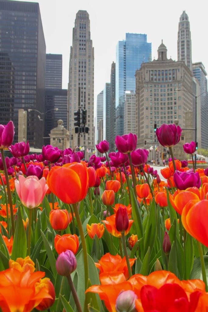 Michigan Ave in the Spring
