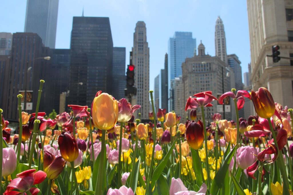 Tulips in Downtown Chicago