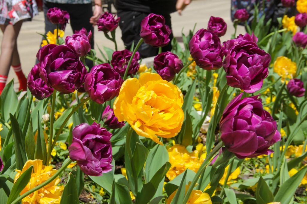 Michigan Ave in the Spring