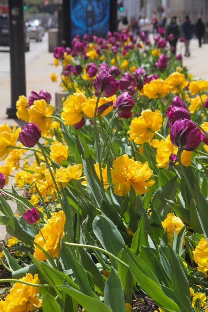 Michigan Ave in the Spring