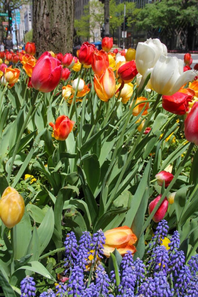 Michigan Ave in the Spring