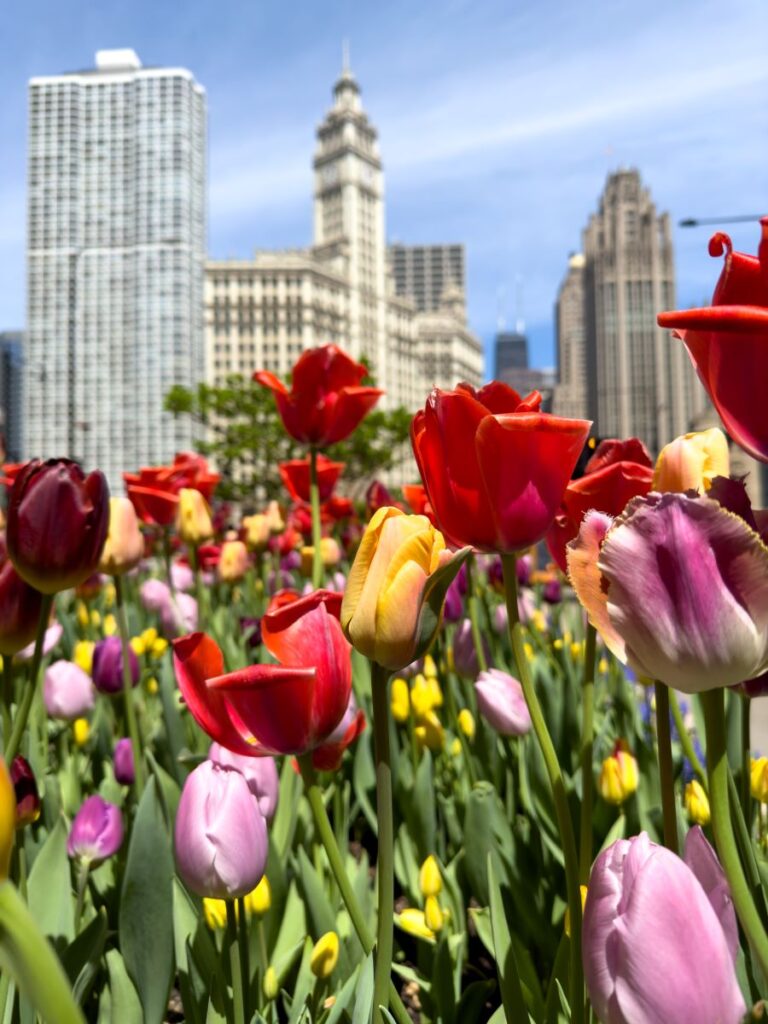 Tulips in Downtown Chicago