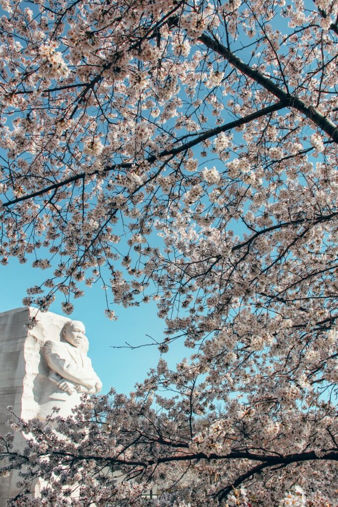 Tidal Basin Cherry Blossoms DC