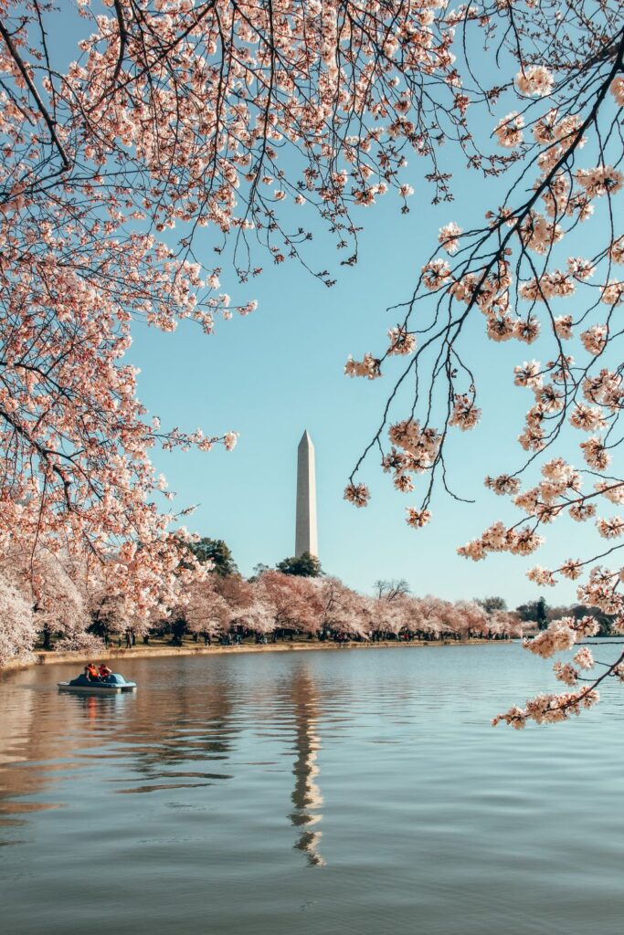 Tidal Basin Cherry Blossoms DC