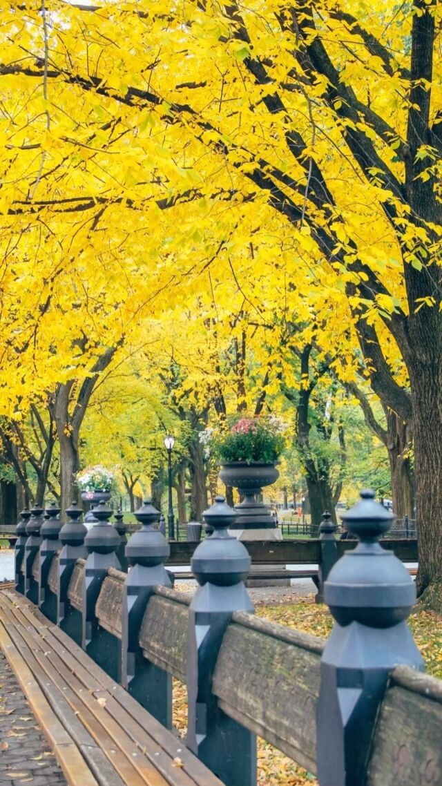 A cool perk about being a flight attendant is getting to see the fall colors in so many places! These are a few of my favorite fall photos I’ve taken over the years. 😊 Locations include:⁣
⁣
🍂 Boston ⁣
⁣
🍁 Chicago ⁣
⁣
🍂 Hartford⁣
⁣
🍁 NYC⁣
⁣
Love this colorful season! 😍⁣
⁣
⁣
#centralparkphotos #newyorkcitypics #parkviewcity #centralparkphotography #newyorkcentralpark #ilovenycparks #centralparkwalk #centralparknyc❤️ #topnycviews #newyorkpicture #centralparkfall #nycthroughmywindow #autumnsoul #chicagogirlforever #shotsofchicago #newenglandfoliage ⁣
#fallcity #thingstodoinnewyork