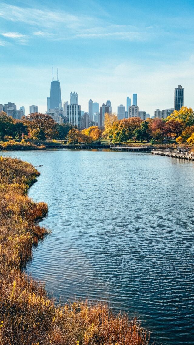 Another favorite place to take pictures in Chicago: Lincoln Park. You’ll find this specific view near Café Brauer. 🙂⁣
⁣
⁣
#morninglight☀️ #solotravelsociety #windycitylivechicago #fallcity #shotsofchicago #morninglights☀️ #solotravelstory #chicagogirlforever #visitchitown #chicagofall #morninglighting #morninglightisthebest #morninglightsjustright #chicagozoo #morninglightphotography